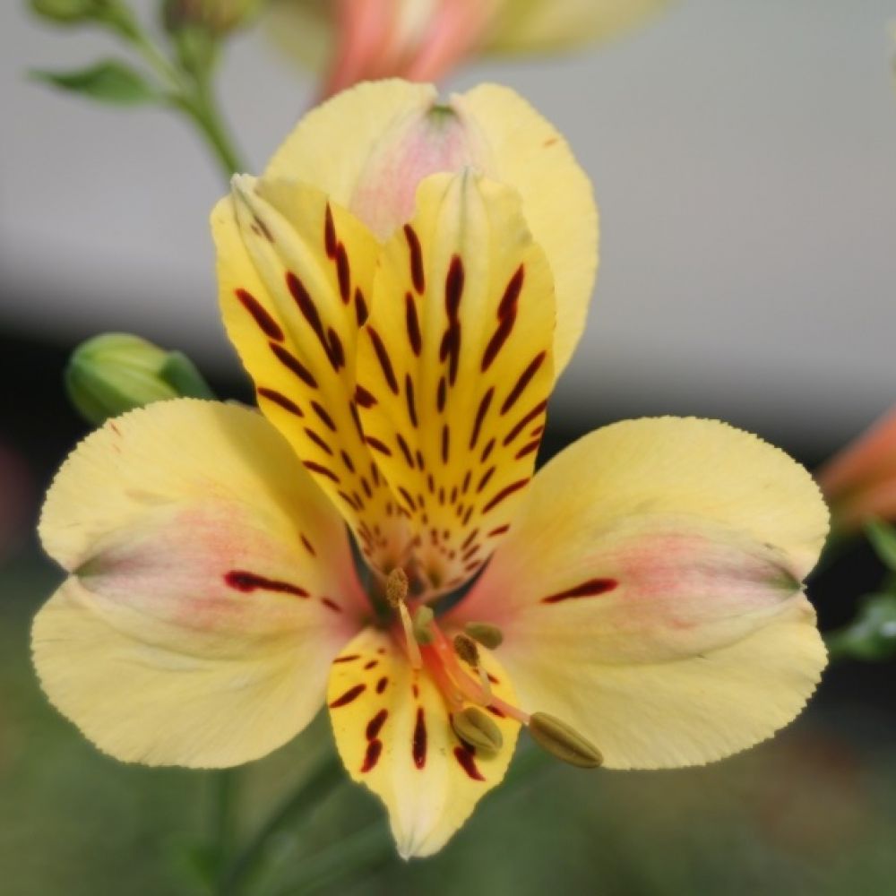 Alstroemeria Majestic / Garden